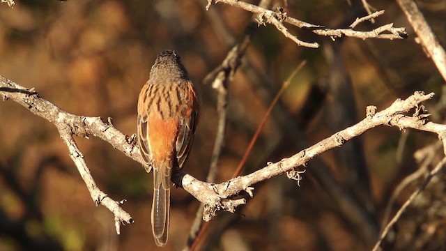 Bridled Sparrow - ML477839