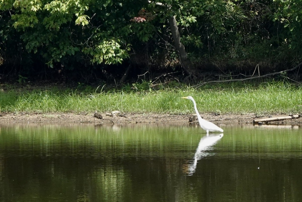 Great Egret - ML477839101