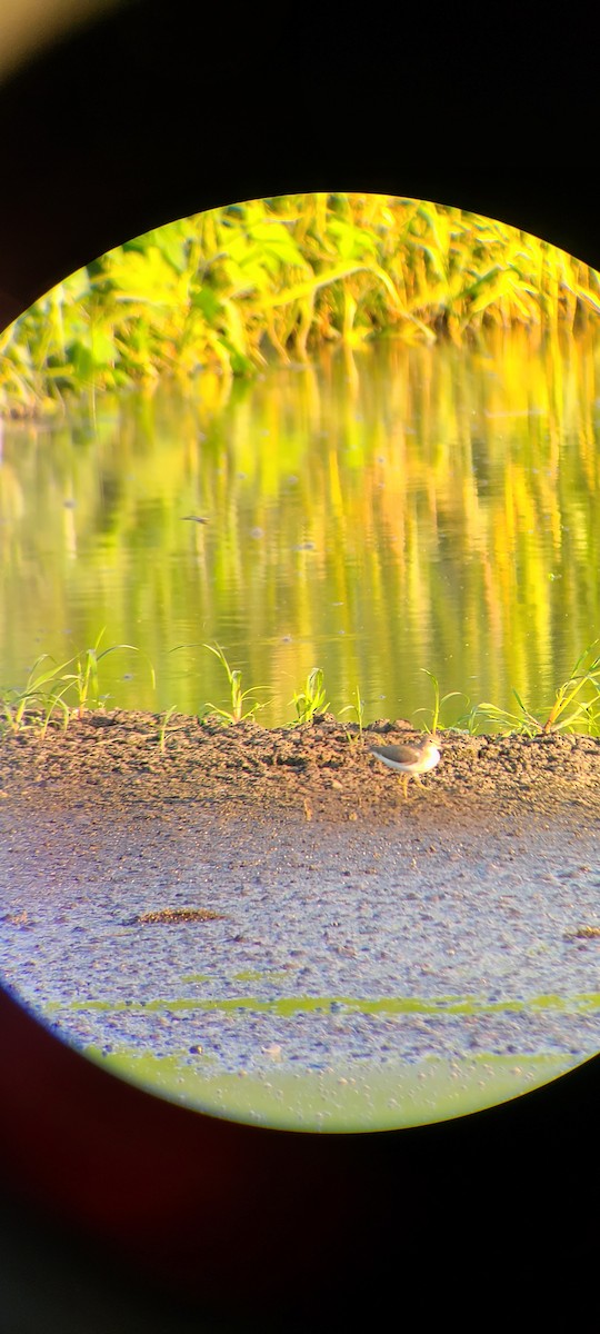 Spotted Sandpiper - ML477839151