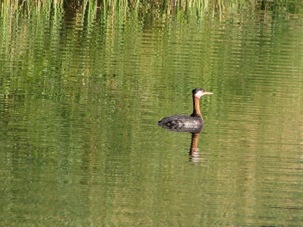 Red-necked Grebe - ML477839361