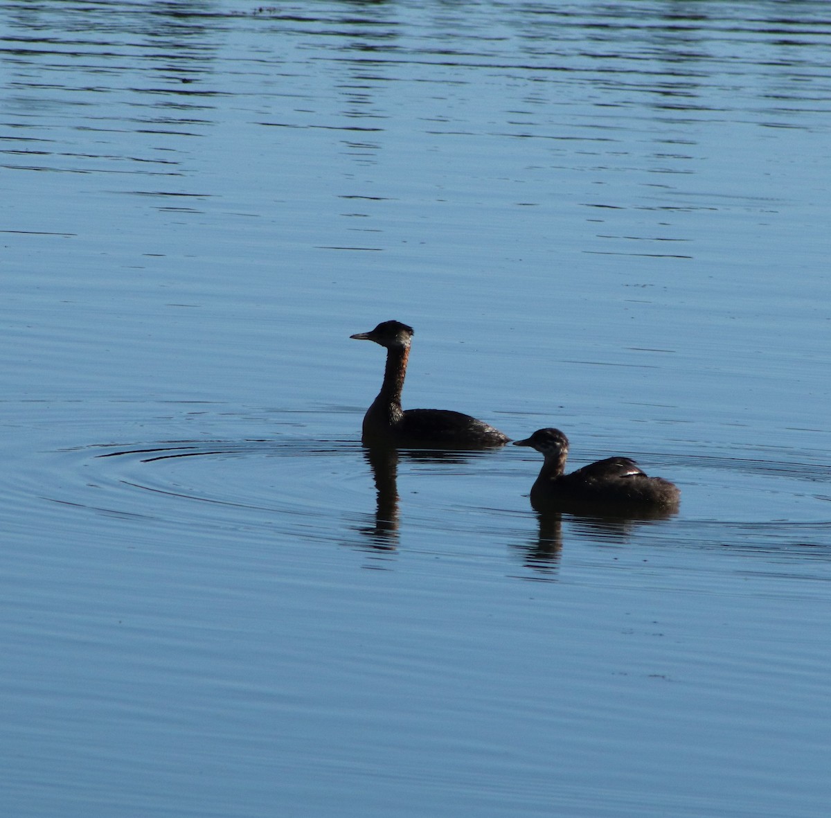 Red-necked Grebe - ML477839371