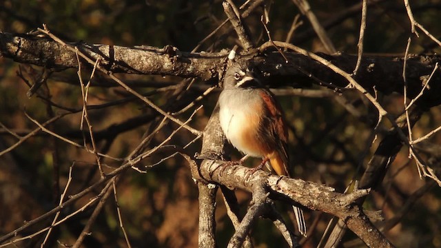 Bridled Sparrow - ML477840