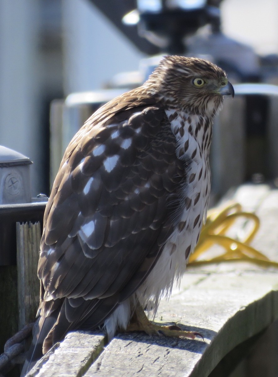 Cooper's Hawk - Steve McInnis