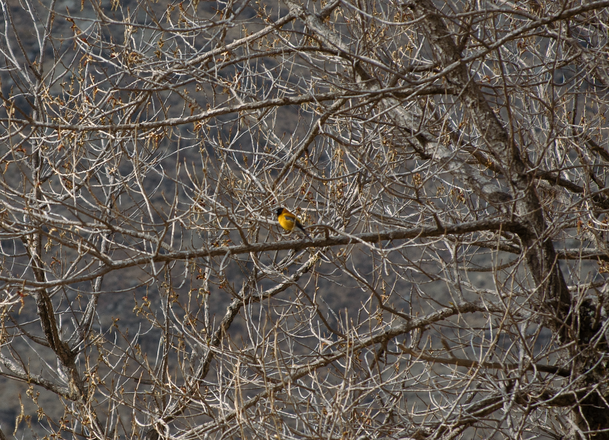 Black-hooded Sierra Finch - ML477840461