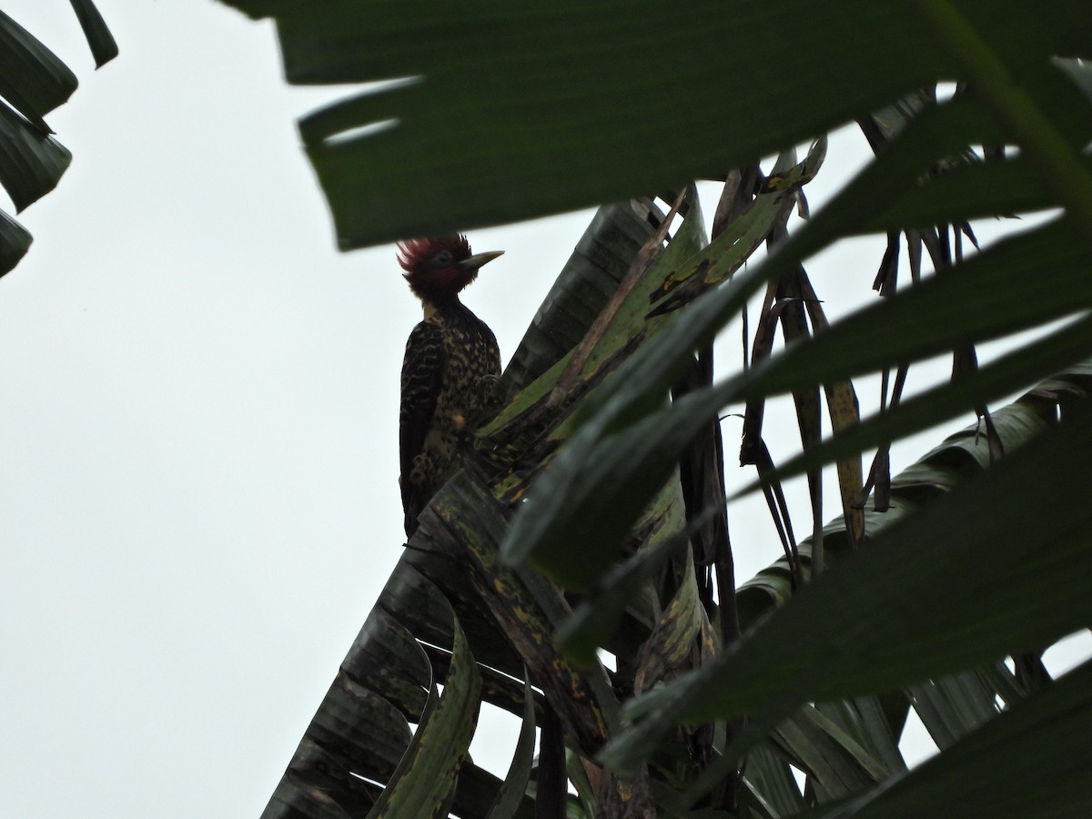 Rufous-headed Woodpecker - ML477840591
