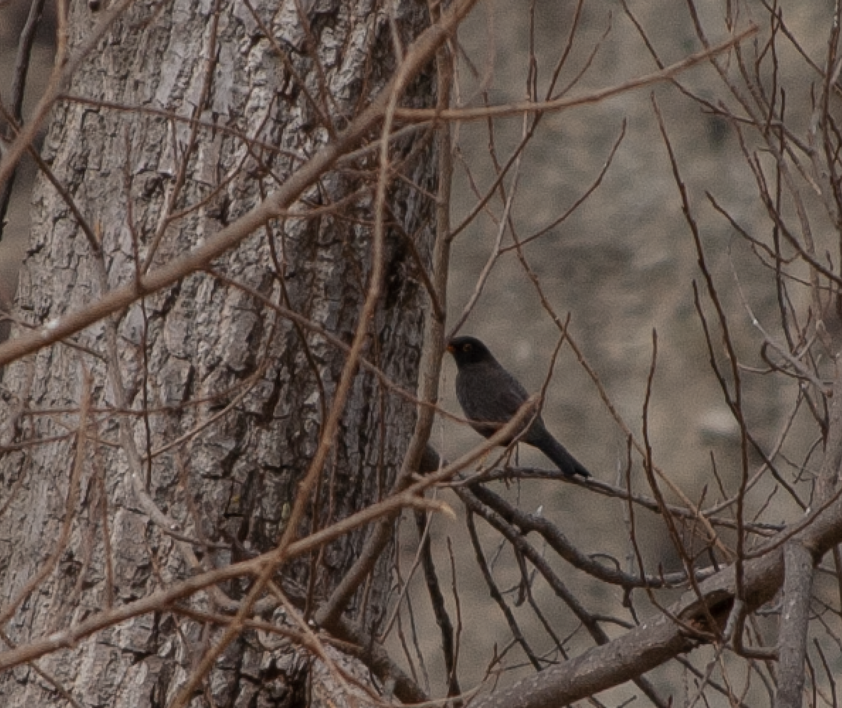 Chiguanco Thrush - Martín Anzorena