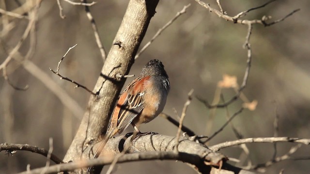 Bridled Sparrow - ML477841