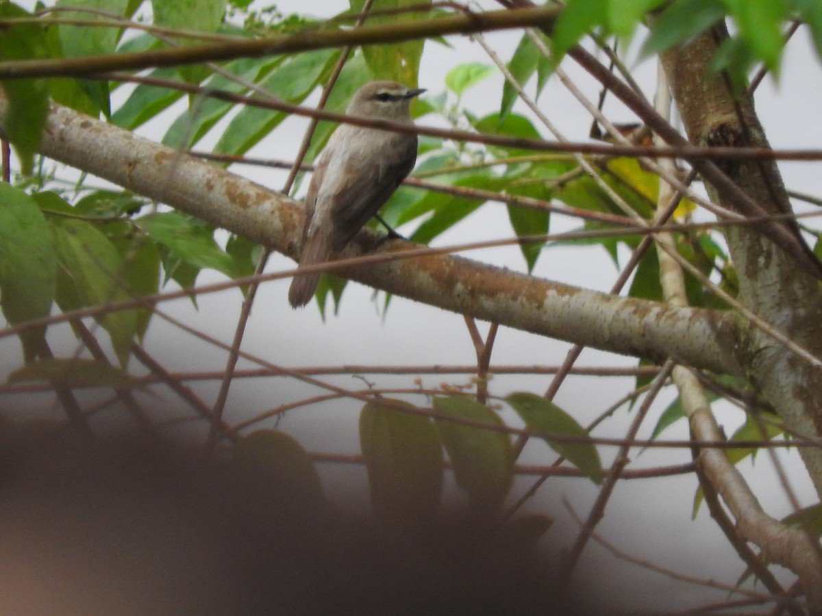 Drab Water Tyrant - ML477841301