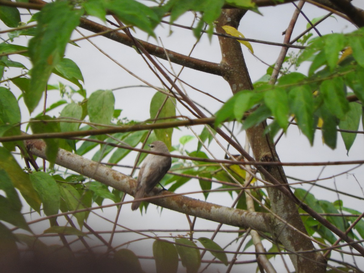 Drab Water Tyrant - ML477841311