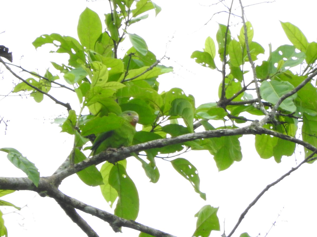 Cobalt-winged Parakeet - ML477841411