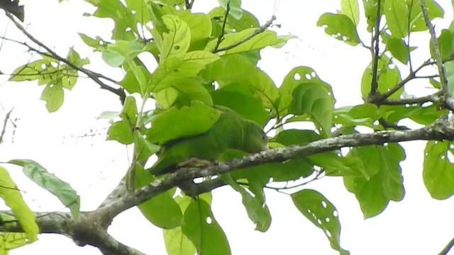 Cobalt-winged Parakeet - ML477841471