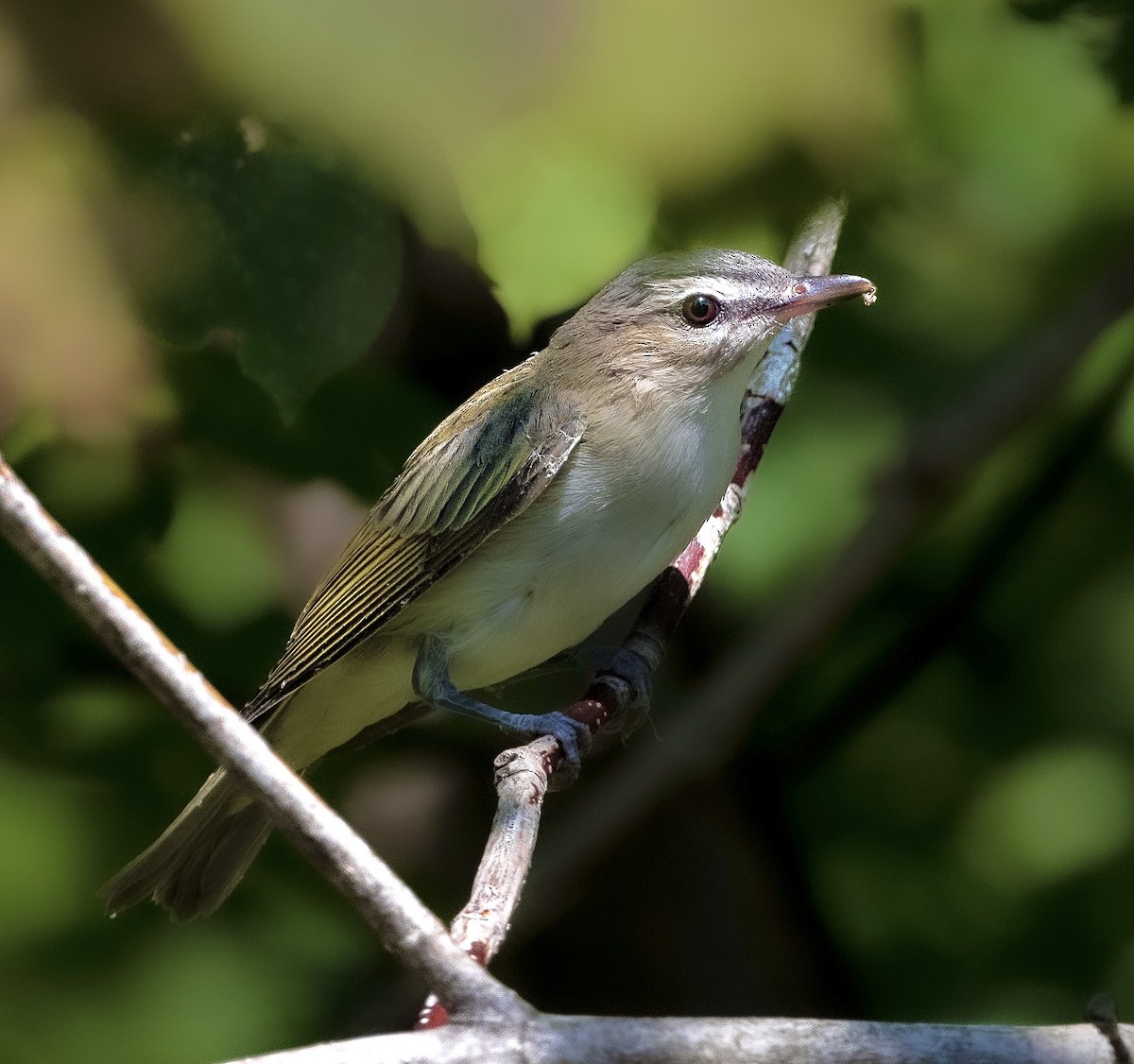 Kızıl Gözlü Vireo - ML477841601