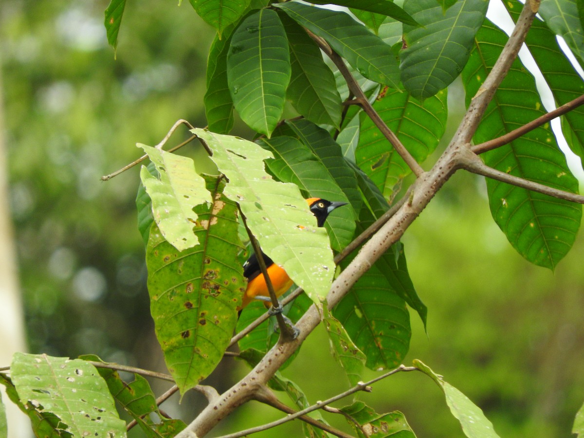 Orange-backed Troupial - ML477841611