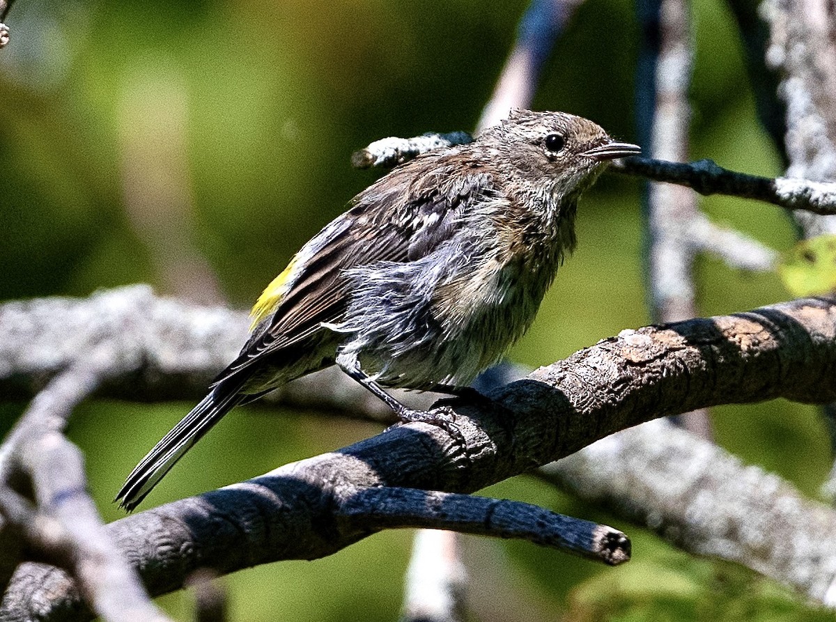 Yellow-rumped Warbler - ML477841631