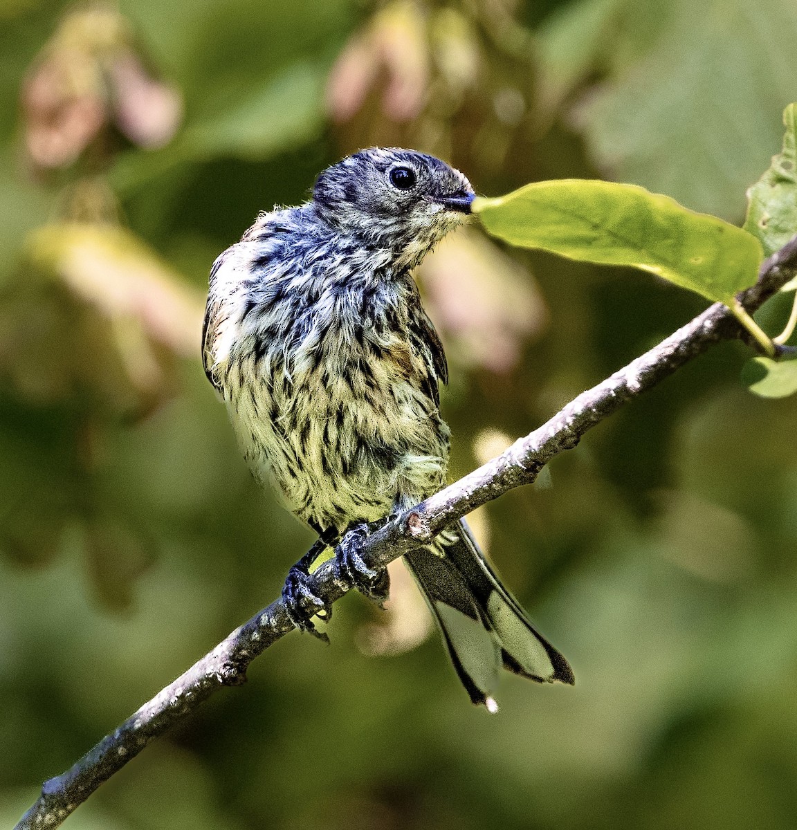 Yellow-rumped Warbler - ML477841641