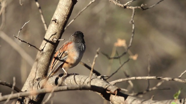 Bridled Sparrow - ML477842