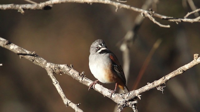 Bridled Sparrow - ML477843