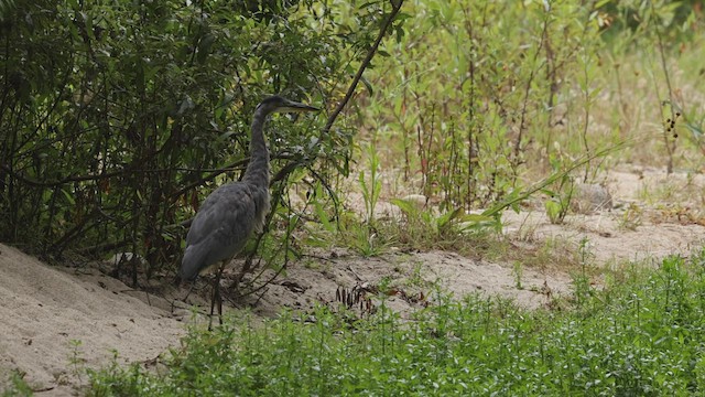 Great Blue Heron (Great Blue) - ML477843481