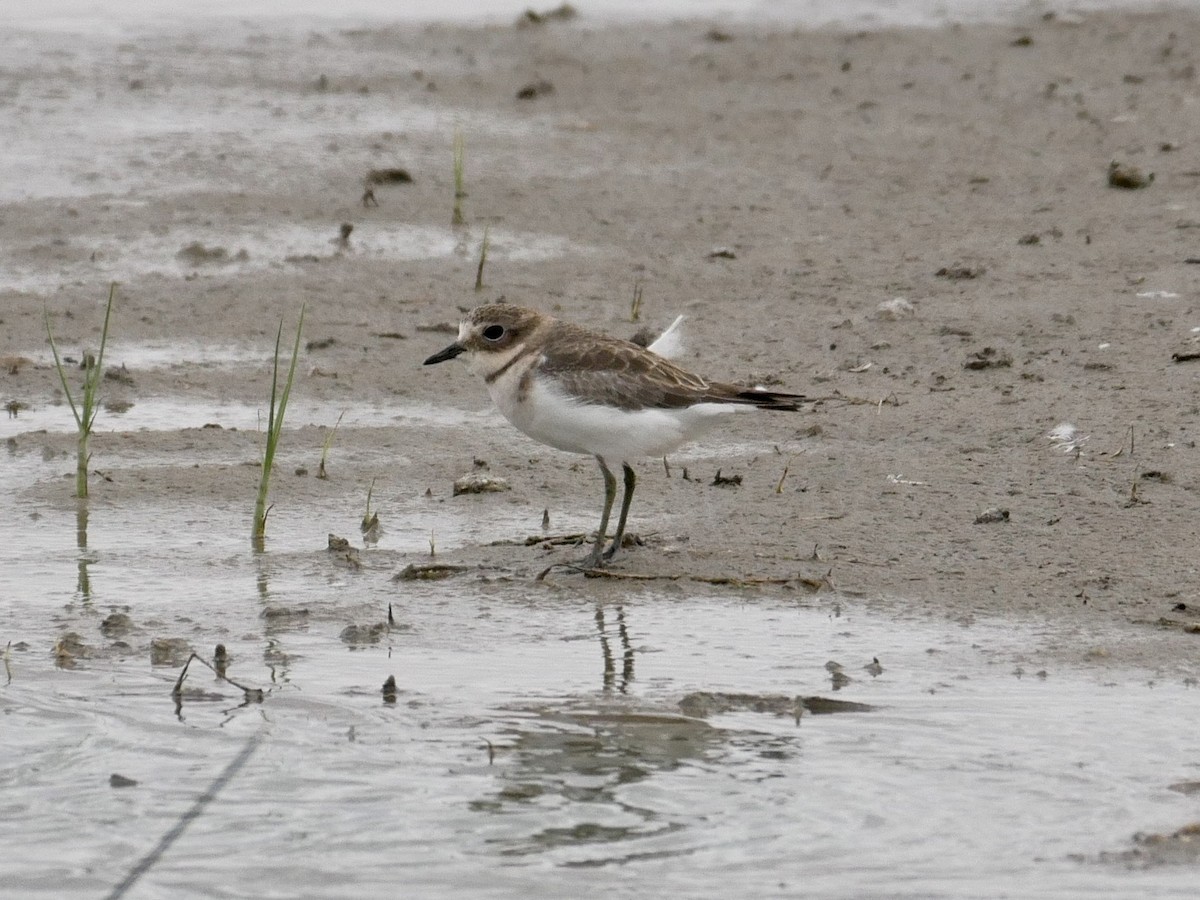 Double-banded Plover - ML477843611