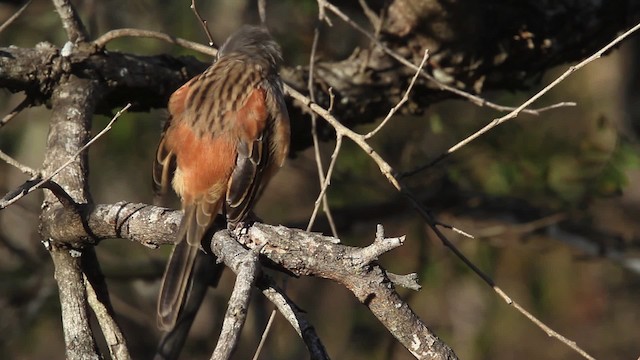 Bridled Sparrow - ML477844