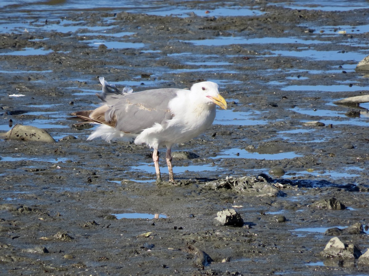 Gaviota Occidental - ML477844461