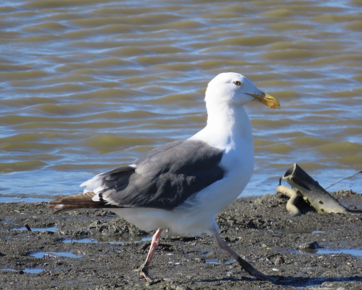 Western Gull - ML477844481