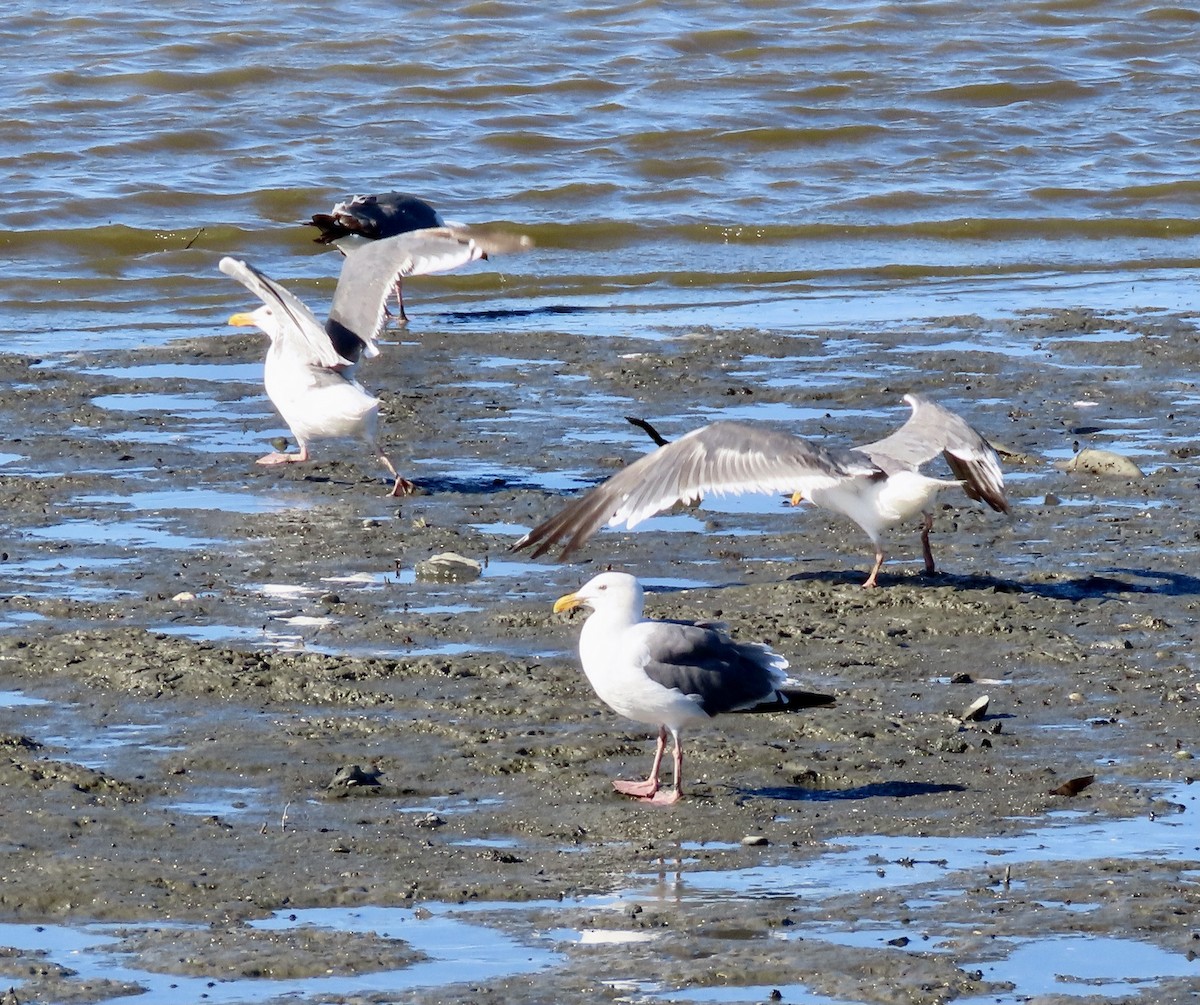 Western Gull - George Chrisman