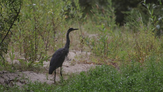 Great Blue Heron (Great Blue) - ML477844911