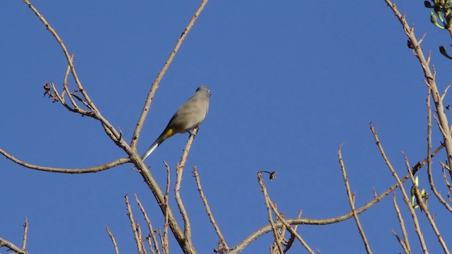 Gray Silky-flycatcher - ML477845