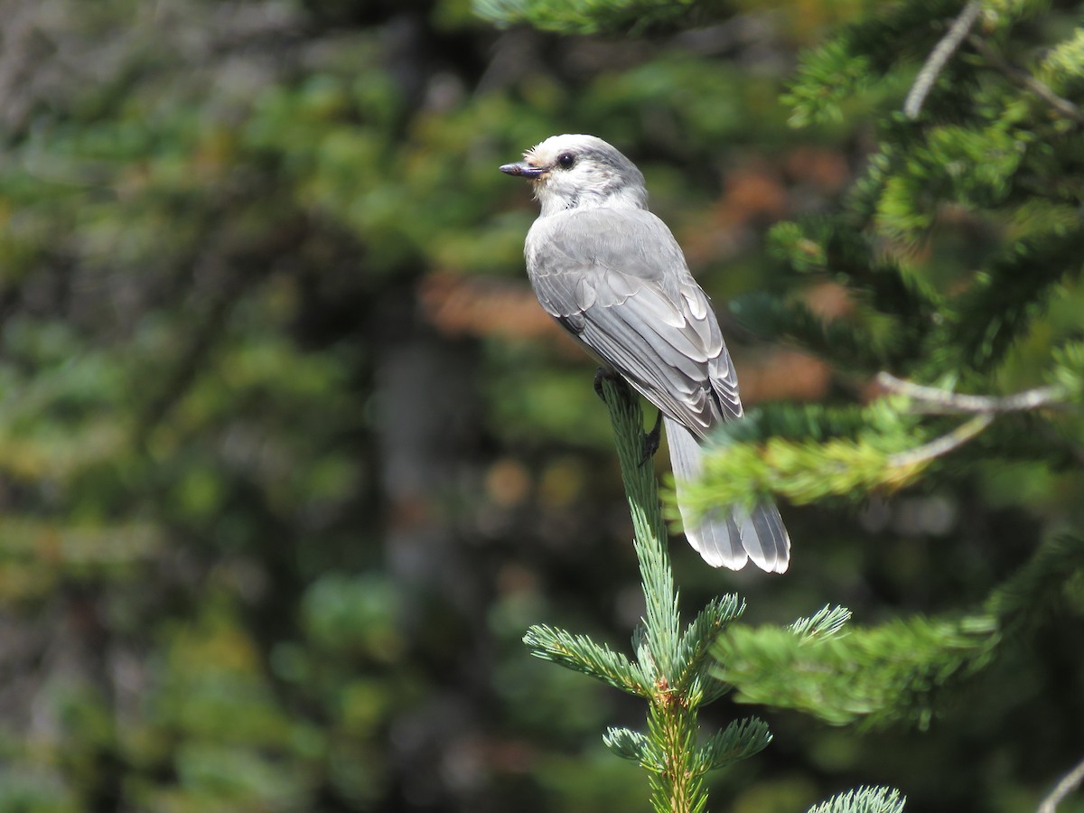 Arrendajo Canadiense (capitalis/bicolor) - ML477845091