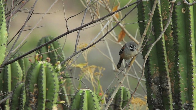 Bridled Sparrow - ML477846