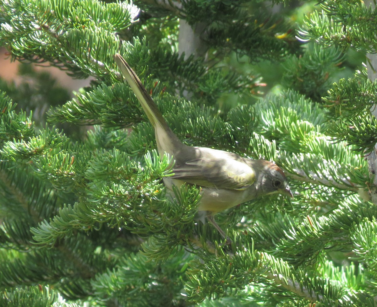 Green-tailed Towhee - ML477846771