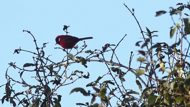 Red Warbler (White-cheeked) - ML477847