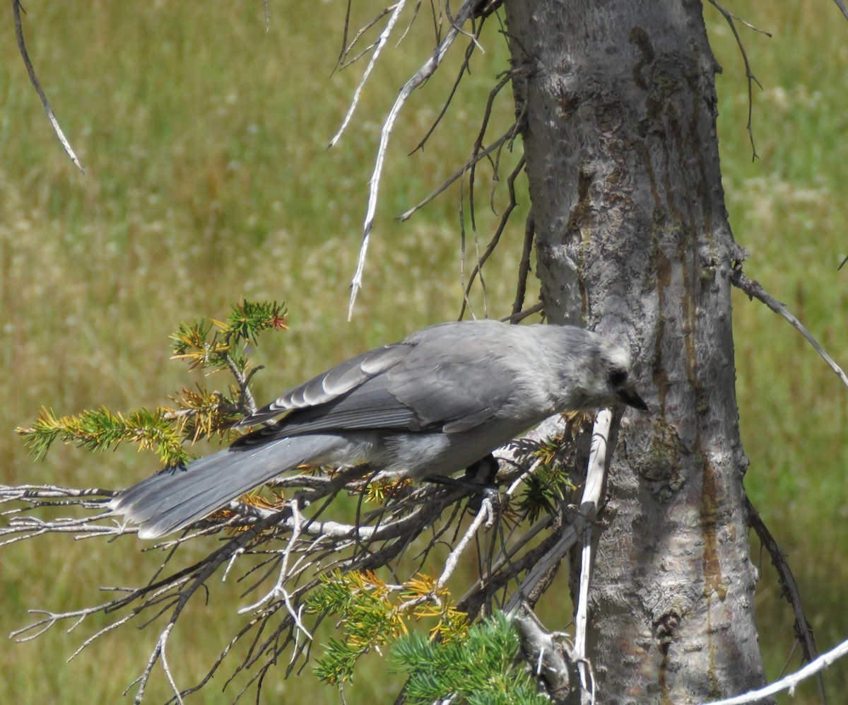 Canada Jay (Rocky Mts.) - Bryant Olsen