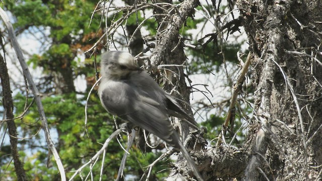 Arrendajo Canadiense (capitalis/bicolor) - ML477847341