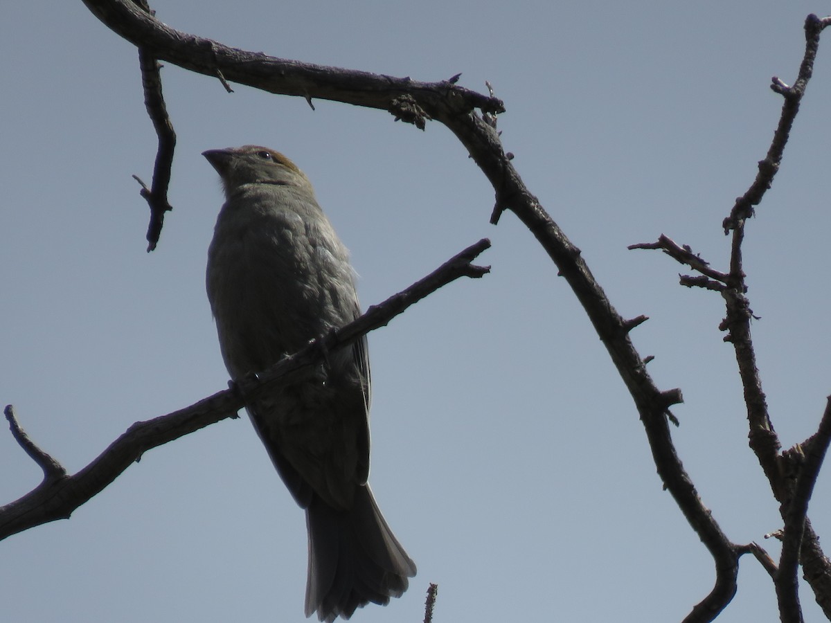 Pine Grosbeak (Rocky Mts.) - ML477847541