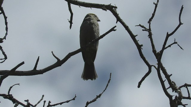 Смеречник тайговий (підвид montana) - ML477847811