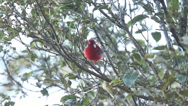 Red Warbler (White-cheeked) - ML477848