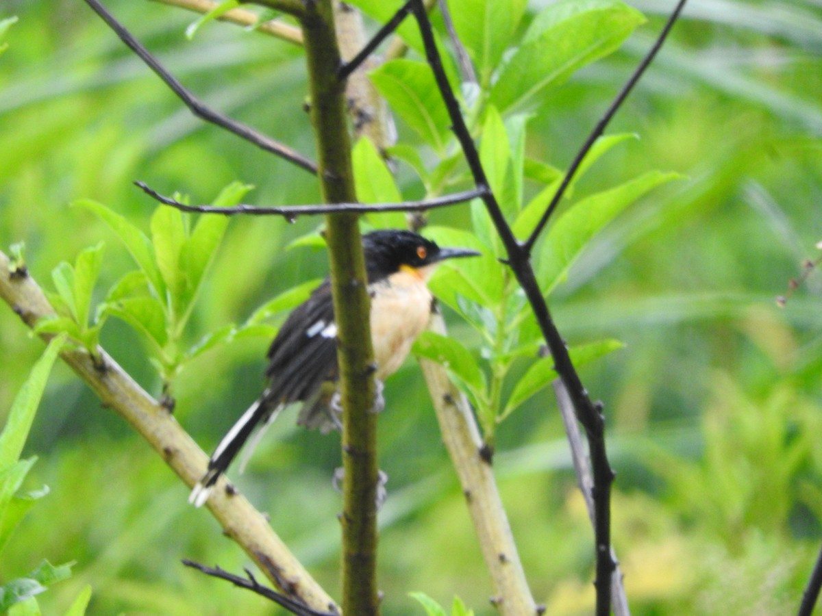 Black-capped Donacobius - ML477849641