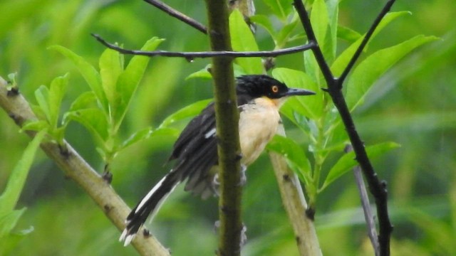 Black-capped Donacobius - ML477849651