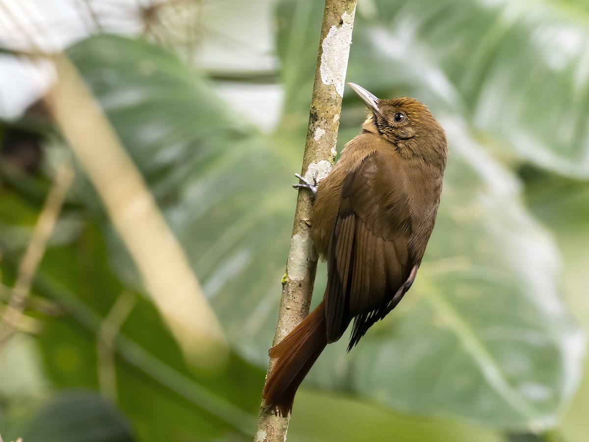 Plain-winged Woodcreeper - Andres Vasquez Noboa