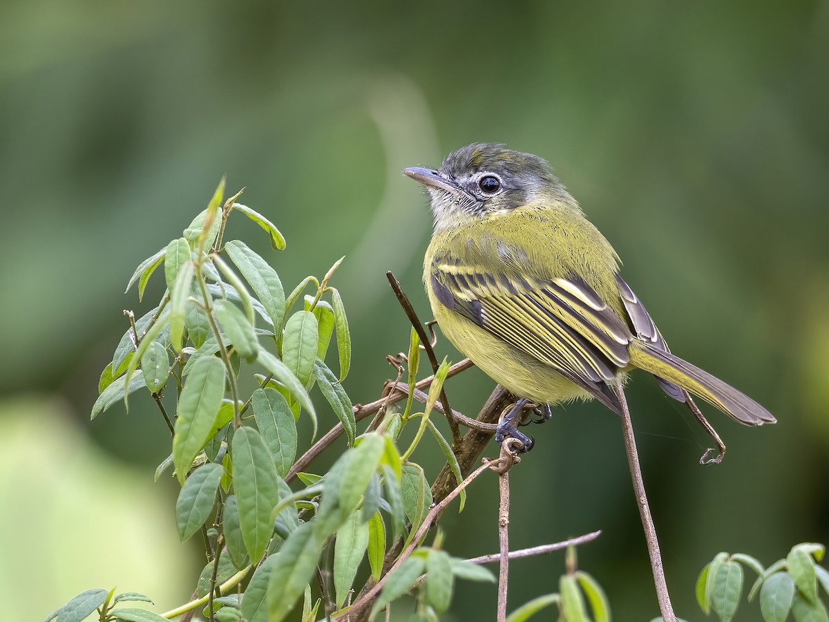 Yellow-olive Flatbill (Sooretama) - Andres Vasquez Noboa