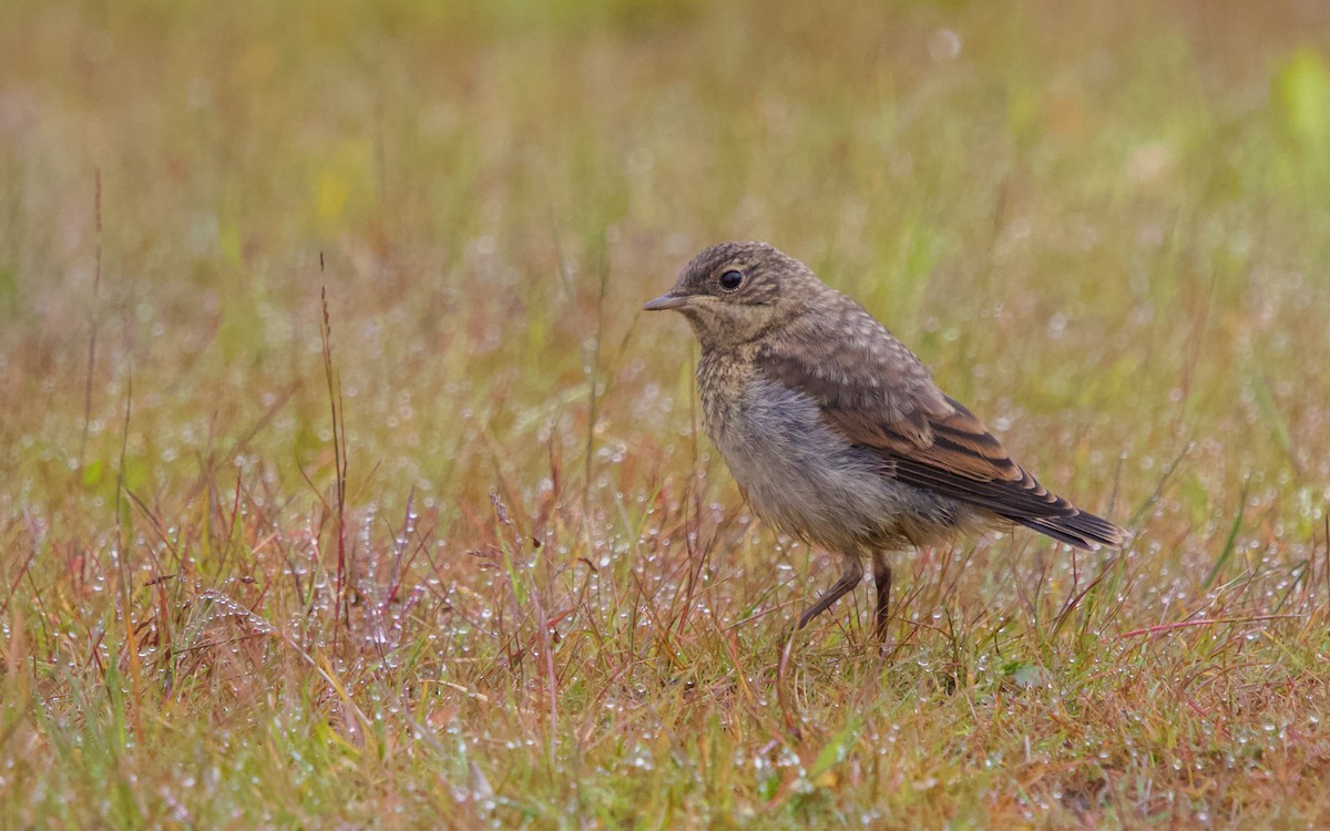 Northern Wheatear (Greenland) - ML477850311