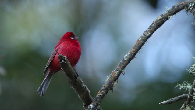 rødparula (rubra/rowleyi) - ML477852