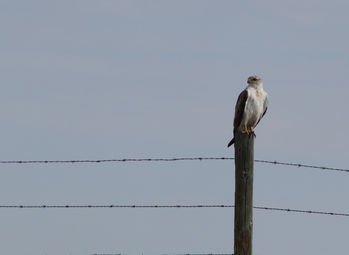 Königsbussard - ML477853731