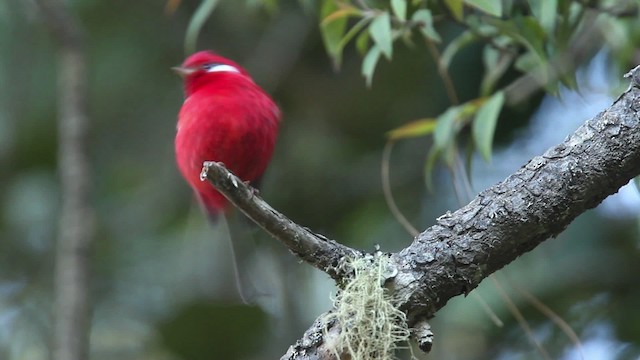 Красная вильсония (rubra/rowleyi) - ML477854