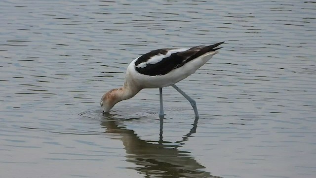 Avoceta Americana - ML477854161