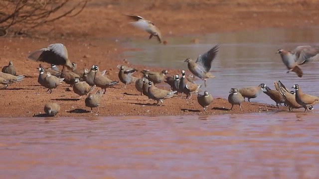 Flock Bronzewing - ML477854721