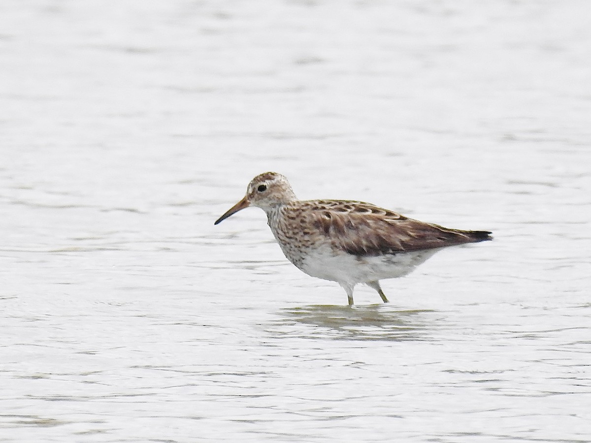 Pectoral Sandpiper - Tom Chen