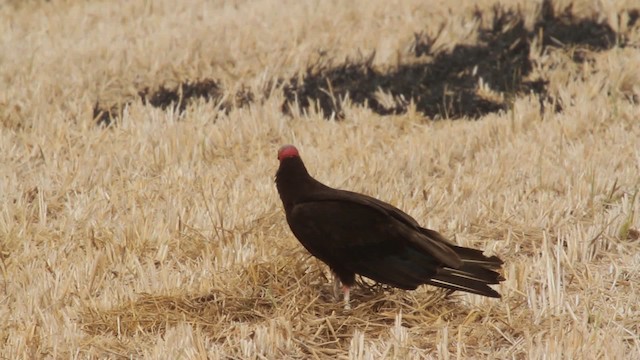 Lesser Yellow-headed Vulture - ML477855